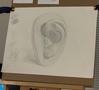 Drawing of an ear