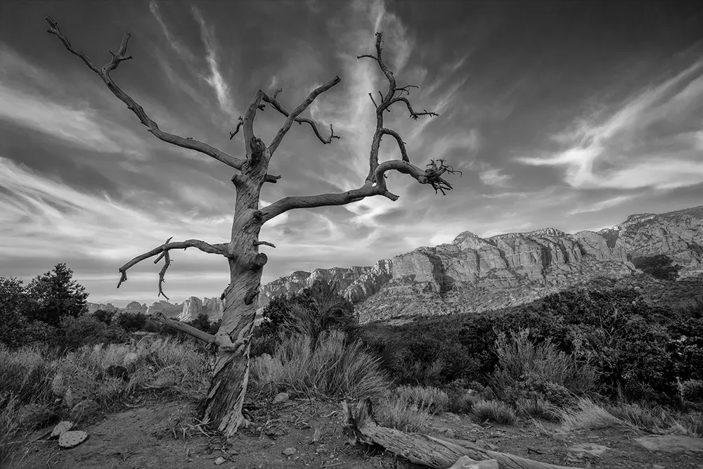 Vortex tree in Sedona Arizona